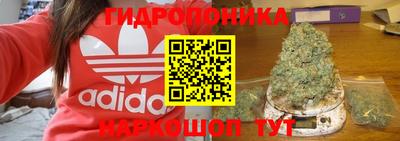 стафф Кингисепп