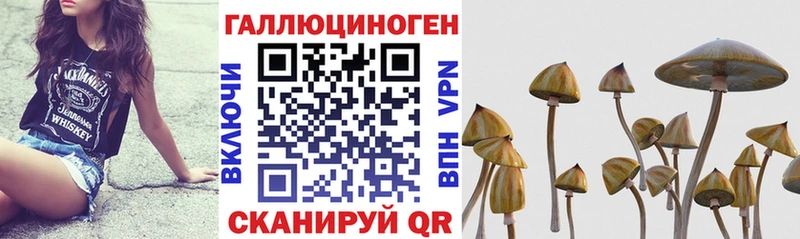 omg зеркало  где продают   Луга  Галлюциногенные грибы Psilocybe 